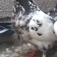 چیل مایا فراری