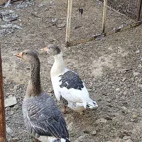 دو جفت غاز|حیوانات مزرعه|معصومیه, |دیوار