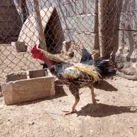 تخم مرغ لری . لاری . سلطان . گلین