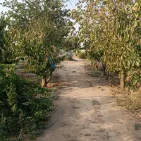 فروش باغ...چهار هزار متری داخل بافت عبدل آباد|فروش خانه و ویلا|بشاریات, |دیوار