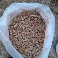 کنگه خوراک دام
