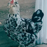 فروش تخم مرغ و جوجه گلین ریشو