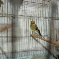 فروش سهره قناری تعداد وتکی|پرنده|بهارستان, |دیوار