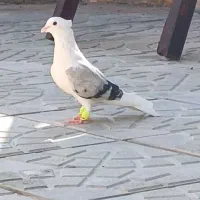 ماده پشتی فسا|پرنده|فسا, |دیوار