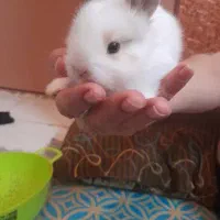 توله خرگوش لوپ اصل نر