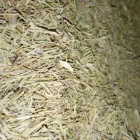 خار نرم|عمده‌فروشی|رضویه, |دیوار