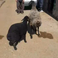 یک راس میش زاییده