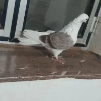 پشتی ماده یا همون دوکت