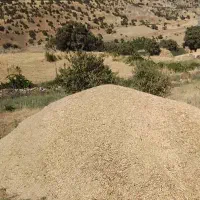 علف بی عیب