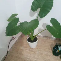 گل بابا ادم|گل و گیاه طبیعی|تالش, هشتپر|دیوار