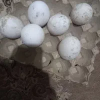 تخم  بت قو غاز دونه ۳۵