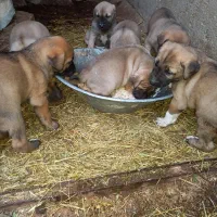 واگذاری سگ سرابی|سگ|تبریز, |دیوار