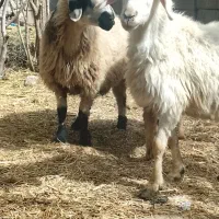 میش قیمت مناسب جوان بخور سرحال