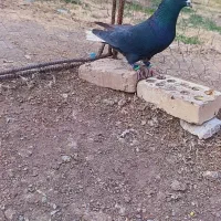 نر ذاغ دمسفید