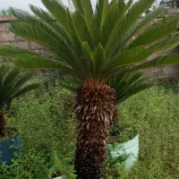 فروش گل سیکاس در رشت بزرگ و کوچک|گل و گیاه طبیعی|رشت, احمد گوراب|دیوار