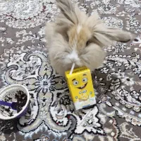 خرگوش لوپ