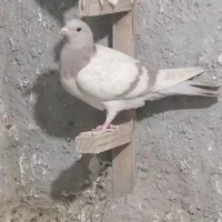 کفترافروشی