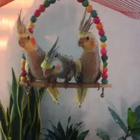 عروس هلندی
