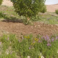 هرس درختان میوه وفرم دهی درختان غیره مثمر|خدمات باغبانی و درختکاری|اسلام‌شهر, مظفریه|دیوار