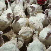 بوقلمون گوشتی اورگانیک