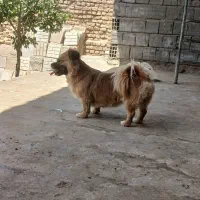 سگ پامرا نژاد کمیاب  دست هرکسی این نژاد نیست