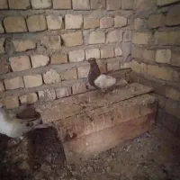 کله زرد|لوازم جانبی حیوانات|اسفرورین, |دیوار