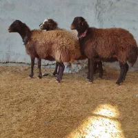 میش.بز.بازغاله.بره|حیوانات مزرعه|نجفآباد, کهریزسنگ|دیوار