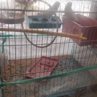 دو عدد مرغ عشق