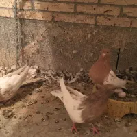 سر زرد -کله زرد|پرنده|کرمان, |دیوار