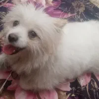 فروش سگ روباهی