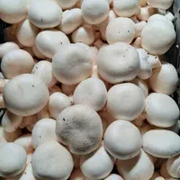 پخش قارچ به قیمت مزرعه