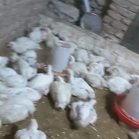 مرغ|حیوانات مزرعه|نگین شهر, |دیوار