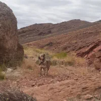 سگ سرابی ۵ ساله