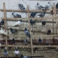 کبوتر مسافتی