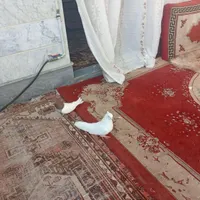 یه حفت کبوتر|پرنده|خرمدره, |دیوار