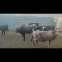 گاو فروش