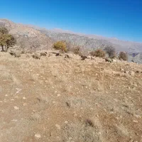 فروش شیشک قوچ بره و میش