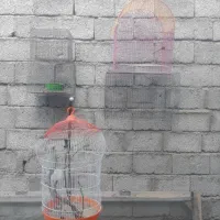 قفس سهره .قناری عروس هلندی