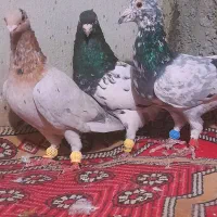 کفتر
