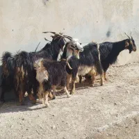 چبیش بز کهره|حیوانات مزرعه|مرودشت, نقش رستم|دیوار