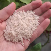 برنج طارم هاشمی محمودآباد کشت دوم