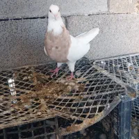 طوقی اجری|پرنده|کرخه, |دیوار