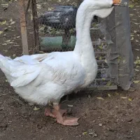 قو غاز نر لیندا و اردک طوسی|حیوانات مزرعه|آمل, |دیوار