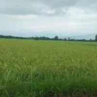 زمین کشاورزی مزرعه، بیجار