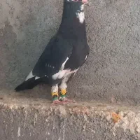 مینا کاکلی و زرد و سرخ|پرنده|مه ولات, |دیوار