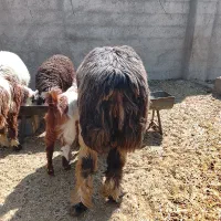 سلام بره نر سبک وقوچ داشت|حیوانات مزرعه|کوار, |دیوار