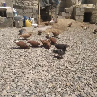 سرخ دمسفید