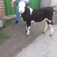 عرضه دام سبک پرواری