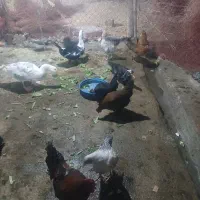 مرغ های تخم گزار کرچ شو محلی|حیوانات مزرعه|محمدشهر, ولدآباد|دیوار