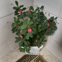 گل های طبیعی زیبا وسرحال وسالم